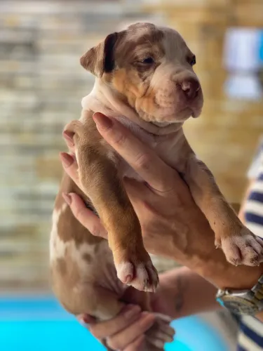 Filhotes de American Bully Standart