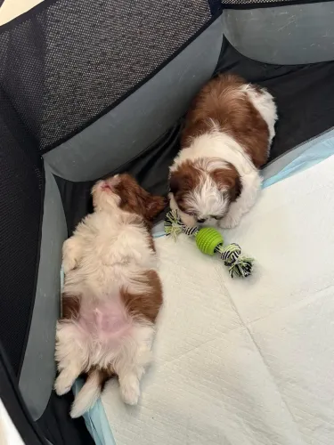 Filhotes Shih tzu machos