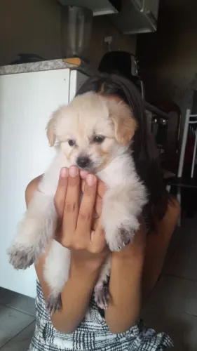 Duas fêmea poodle para venda