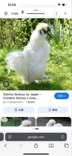 eu quero compra bastante galinha sedosa