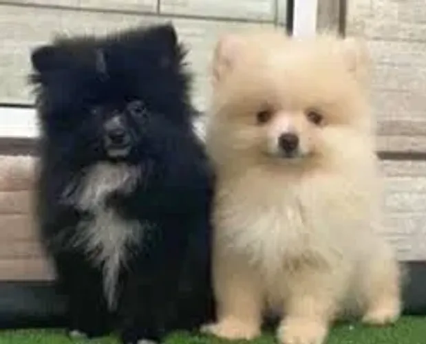 Spitz Energia em versão peluda.