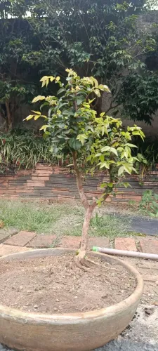 Vendo bonsai de jabuticaba 