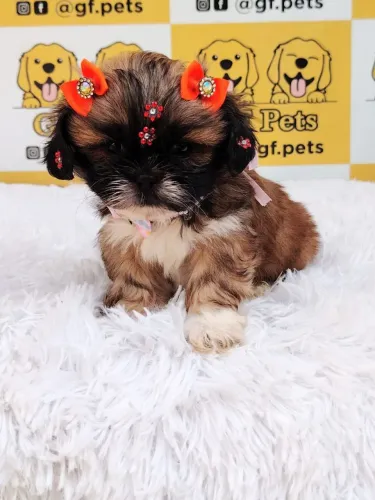 Shih tzu fêmea linda perfeita