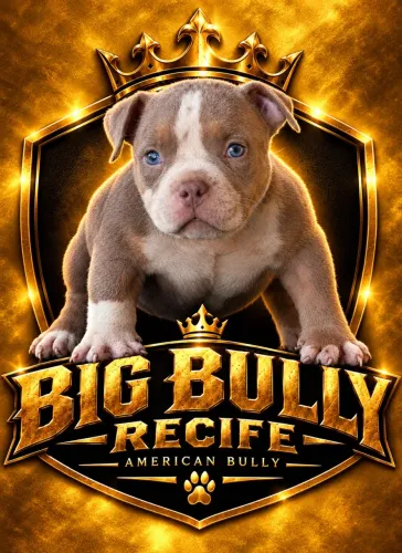 Filhotes de American Bully com pedigree