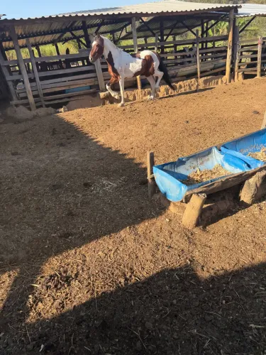 Cavalo manga larga