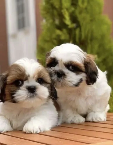Um Companheiro Especial Espera por Você - Shih Tzu
