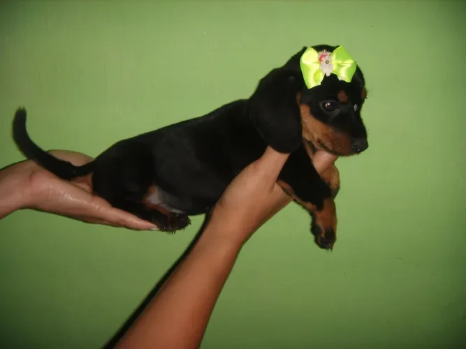 Basset. Anões. Fêmea e macho. Prontos. vacinados. Ac.Cartão.