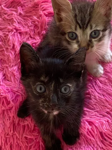 Doação se gatinhos