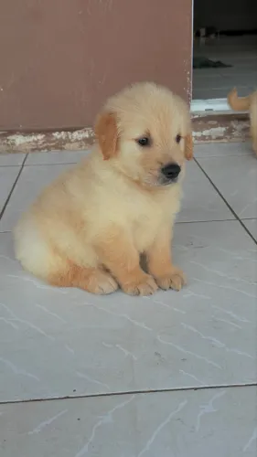 Filhotes de Golden 