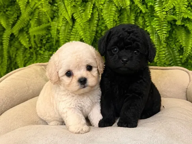 Poodle toy