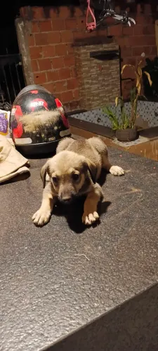 Estou doando esses cachorrinhos