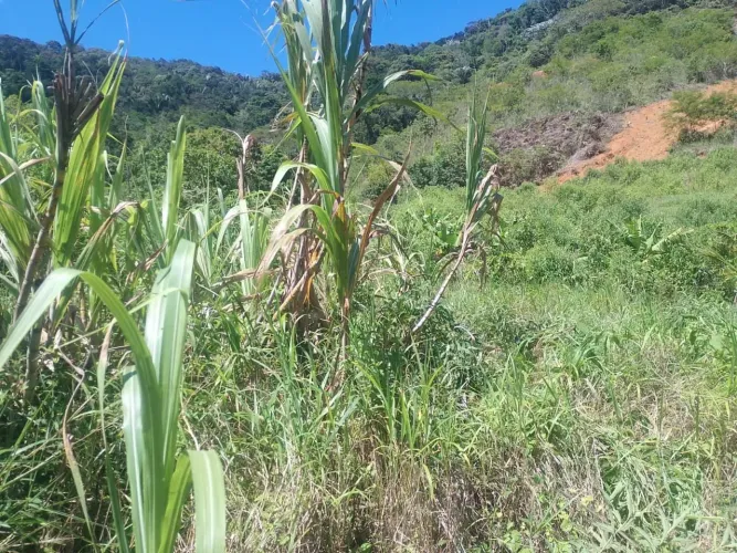 Terreno