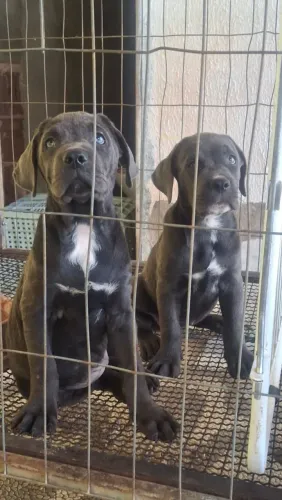 Filhotes de Cane Corso Italiano