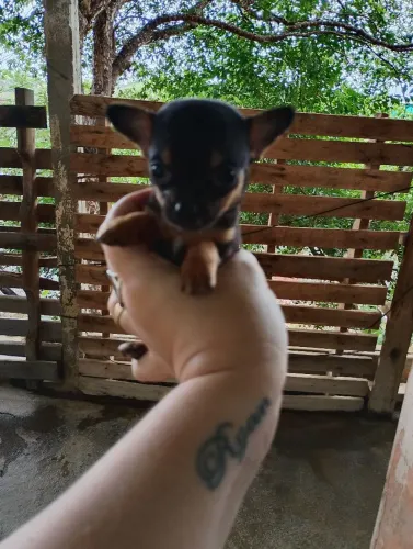 Filhote De pinscher fêmea 0