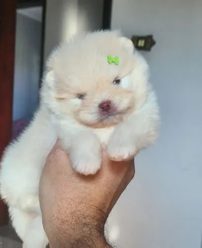 Filhotes  spitz alemão 