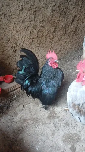Galo nagazaki baixinho
