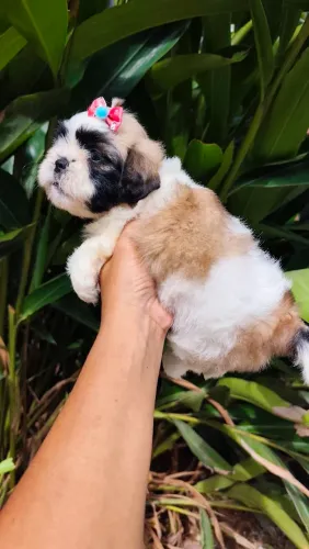 Femea de shihtzu na promoção