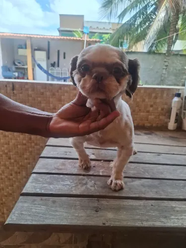 Cachorro