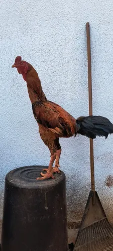 Galo indío