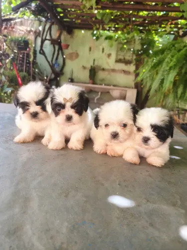 Lhasa Apso, divido 10x sem juros