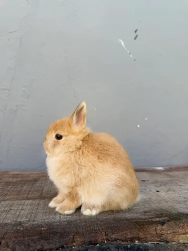 Coelho anão de netherland dwarf
