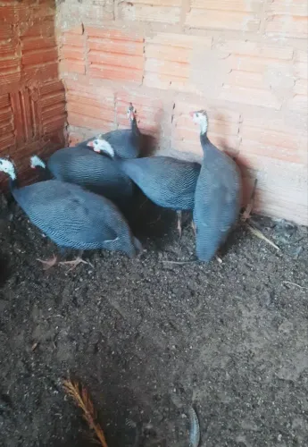 Galinha da Angola (cocá)