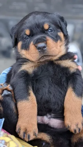 Rottweiler Uma escolha para quem procura algo com personalidade