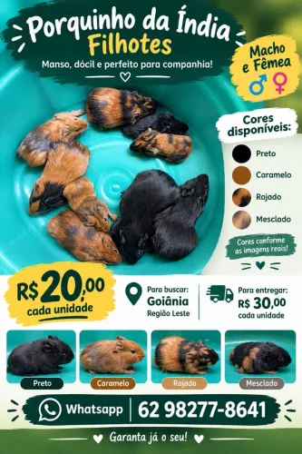 Porquinho da índia