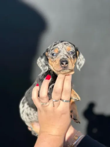 dachshund  arlequim PRETO COM PRATA