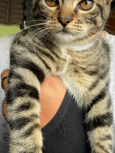 Gatinho para doação responsável 