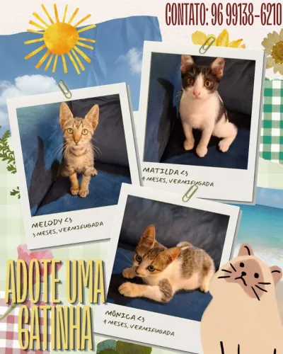 Gatinhas para Adoção Responsável