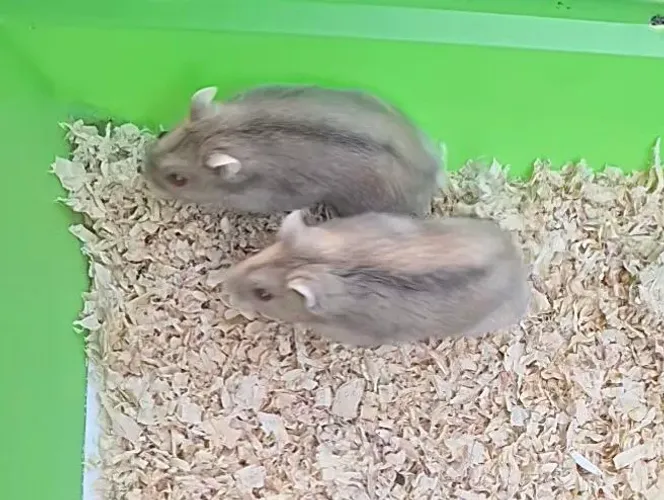 Hamster anão russo 