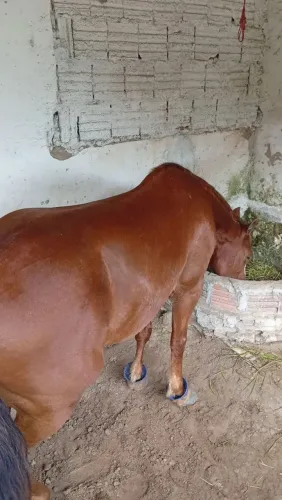 Cavalo de esquerda para vender dócil