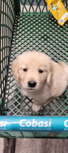 Golden retriever fêmea 