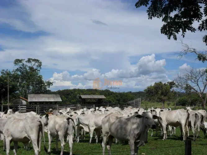 FAZENDA À VENDA  OPORTUNIDADE DE INVESTIMENTO PRODUTIVO