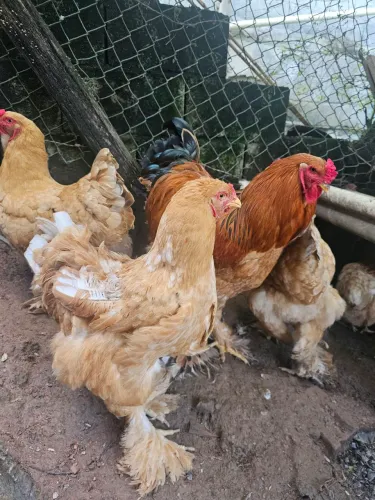 Casal Brahma Buff