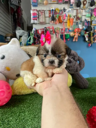 Shihtzu fêmea tricolor vacinada 
