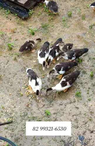 Vende-se 25 Patos e ganso