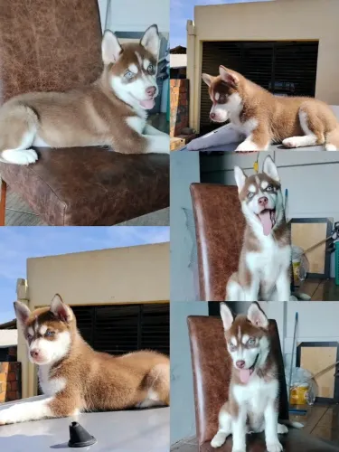 Vendo uma husky siberiano