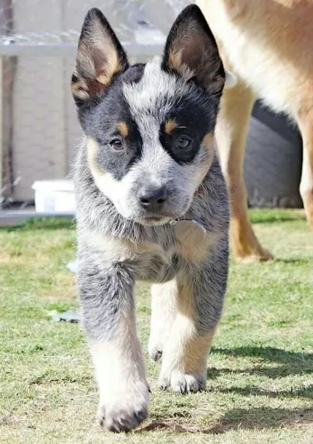 Blue heeler filhotes