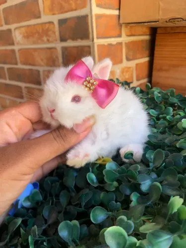 O menor coelho do mundo - anão netherland dwarf de linhagem importada fêmea