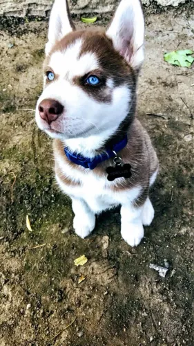 Filhotes de Husky Siberiano 