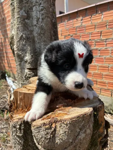 Fêmea border collie