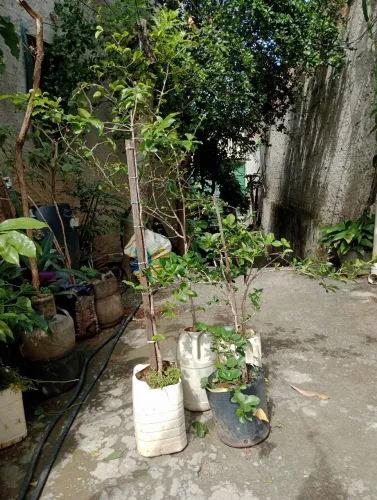 Mudas frutíferas diversas