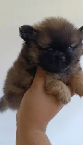 Pequeno porte Cara de urso lulu da pomeranea focinho curto importado
