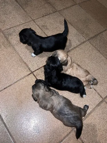 Vendo filhote ShihPoo