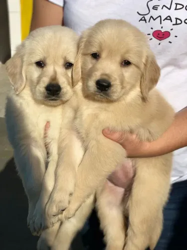 GOLDEN RETRIEVER  DIA DOS NAMORADOS COM MUITO AMOR E INTELIGENCIA 