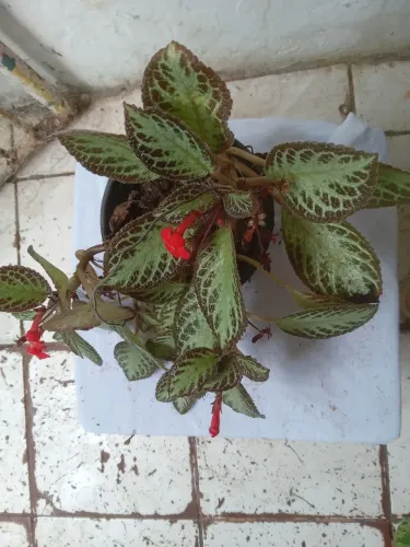 Plantas