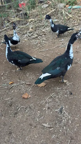 Patos