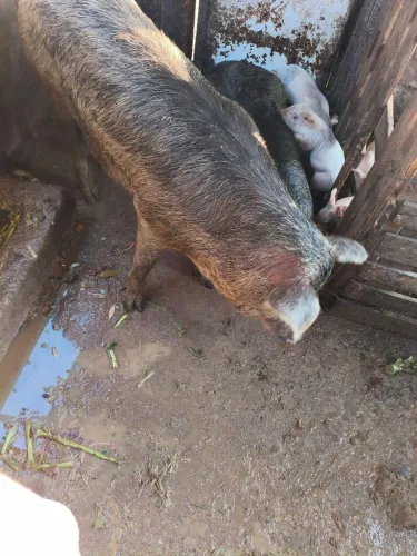 Vendo porcas com leitão
